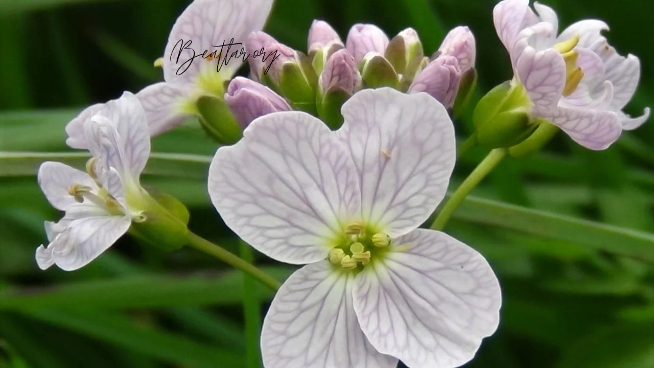 Discover Beautiful Flowers Starting with 'Ac' - A Complete Guide