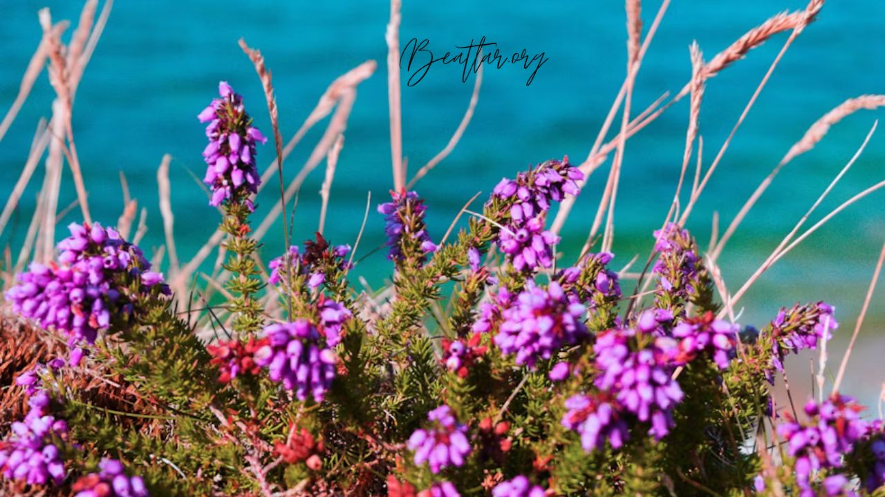 How Many Purple Flowers are on Ginger Island?