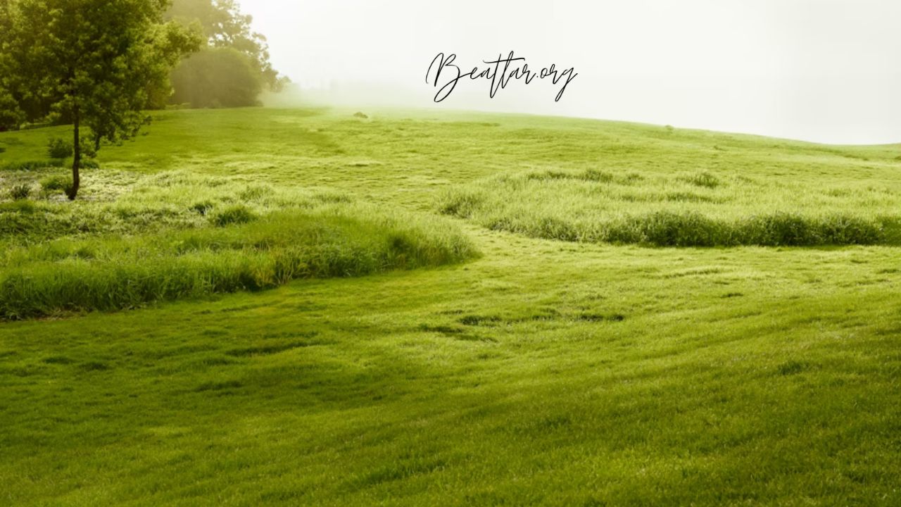 Sulzer Landscape Fabric: Premium Weed Control & Soil Protection