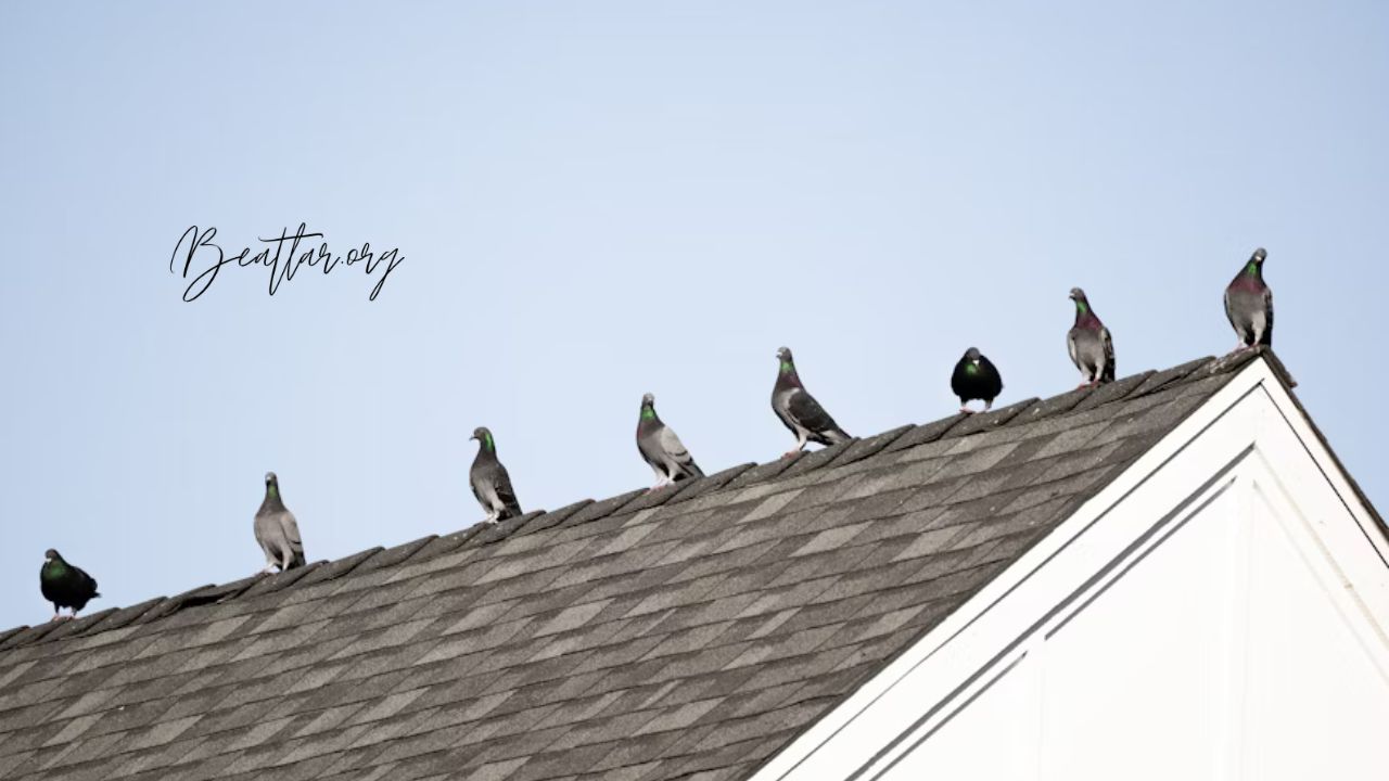 Why Six Birds Landed on the Glass Roof: A Fascinating Insight